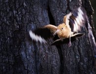 355 - HOOPOE LEAVING THE NEST - GRANT ALAN - united kingdom <div : Hoopoe, bird